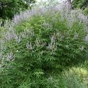Vitex agnus-castus